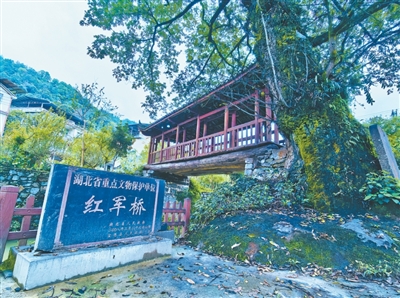 雷速体育1